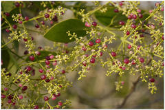 Salvadora persica var. wightiana